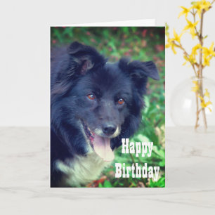 Border Collie Smiling Cute Birthday Kaart