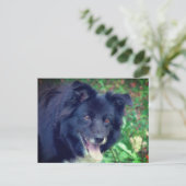 Border Collie Smiling Cute Dog Briefkaart (Staand voorkant)