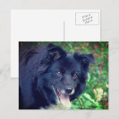 Border Collie Smiling Cute Dog Briefkaart (Voorkant / Achterkant)