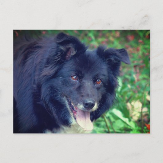 Border Collie Smiling Cute Dog Briefkaart (Voorkant)