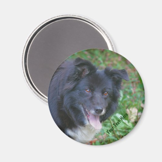 Border Collie Smiling Cute Dog Magnet (Voorkant / Achterkant)