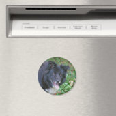 Border Collie Smiling Cute Dog Magnet (Insitu (Vaatwasser))