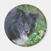 Border Collie Smiling Cute Dog Magnet (Voorkant)
