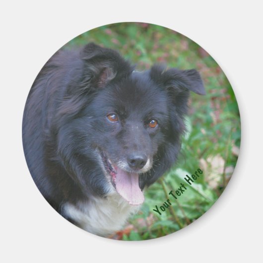 Border Collie Smiling Cute Dog Magnet (Voorkant)
