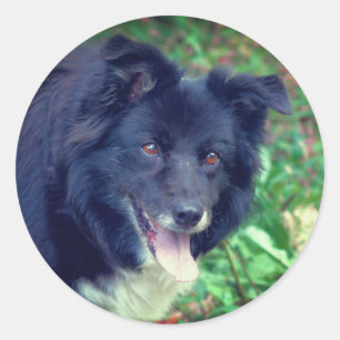 Border Collie Smiling Dog Ronde Sticker