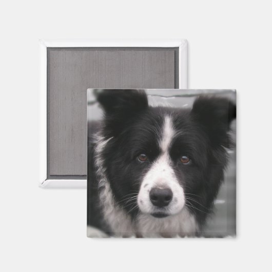 Border Collie Square Magnet (Voorkant / Achterkant)