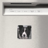 Border Collie Square Magnet (Insitu (Vaatwasser))