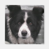 Border Collie Square Magnet (Voorkant)
