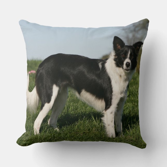 Border Collie Staand Kussen (Voorkant)