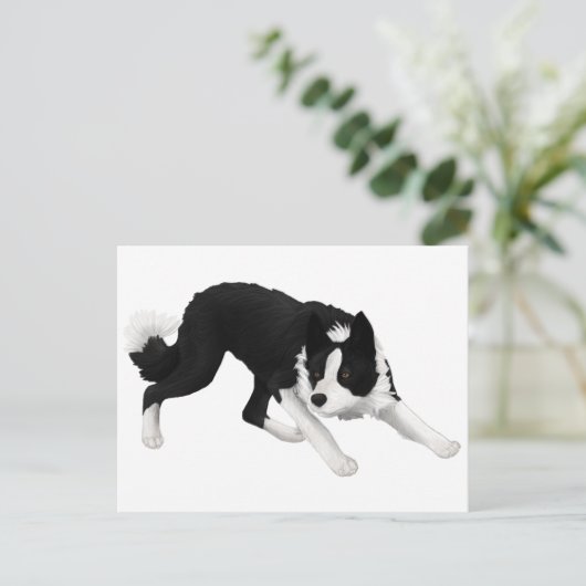 Border collie staart briefkaart (Staand voorkant)