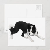 Border collie staart briefkaart (Voorkant / Achterkant)