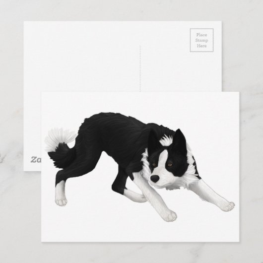 Border collie staart briefkaart (Voorkant / Achterkant)