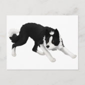 Border collie staart briefkaart (Voorkant)