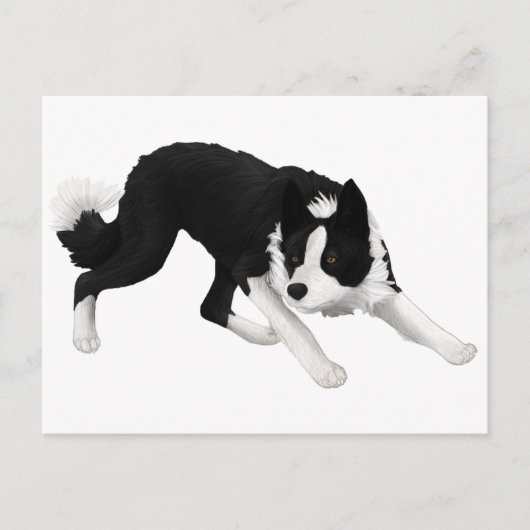 Border collie staart briefkaart (Voorkant)
