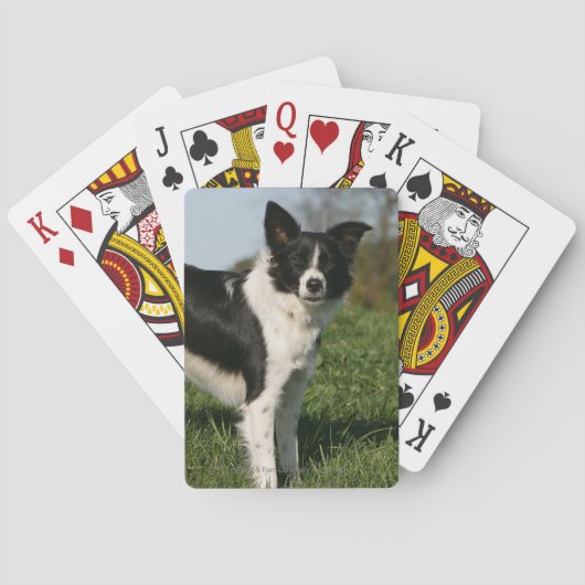 Border Collie Standing Pokerkaarten (Achterkant)