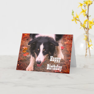 Border Collie Stare Dog Birthday Kaart