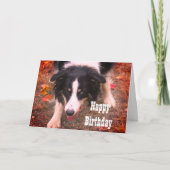 Border Collie Stare Dog Birthday Kaart (Voorkant)