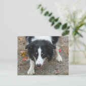 Border Collie Stare Dog Briefkaart (Staand voorkant)