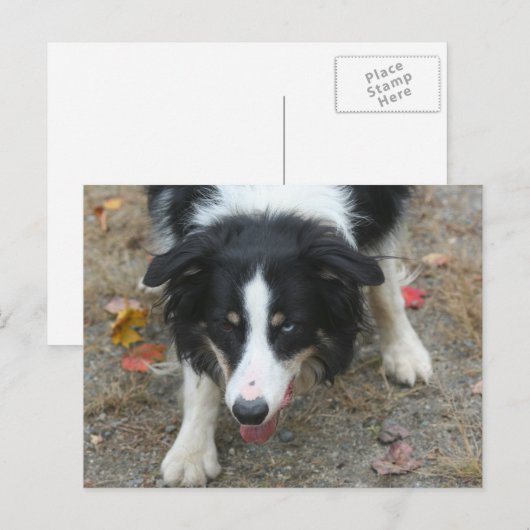 Border Collie Stare Dog Briefkaart (Voorkant / Achterkant)
