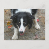 Border Collie Stare Dog Briefkaart (Voorkant)