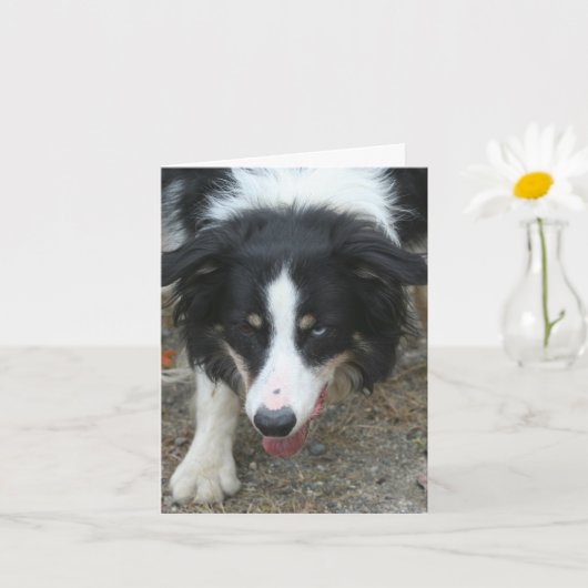 Border Collie Stare Dog gepersonaliseerde notitie Kaart (Kleine Plant)