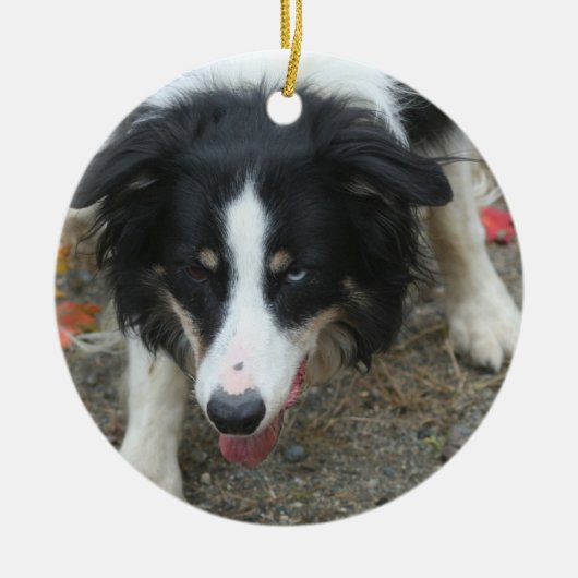 Border Collie Stare Dog Keramisch Ornament (Voorkant)
