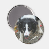 Border Collie Stare Dog Magnet (Voorkant / Achterkant)