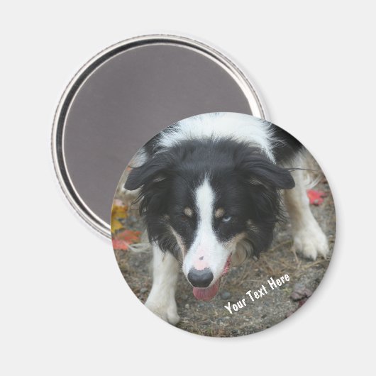 Border Collie Stare Dog Magnet (Voorkant / Achterkant)