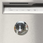 Border Collie Stare Dog Magnet (Insitu (Vaatwasser))