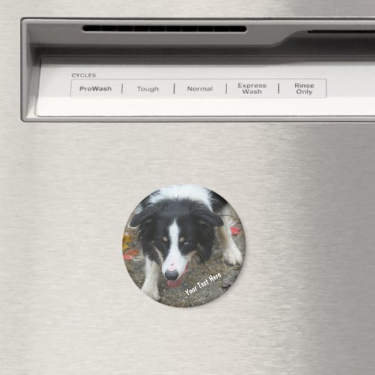 Border Collie Stare Dog Magnet (Insitu (Vaatwasser))