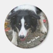 Border Collie Stare Dog Magnet (Voorkant)