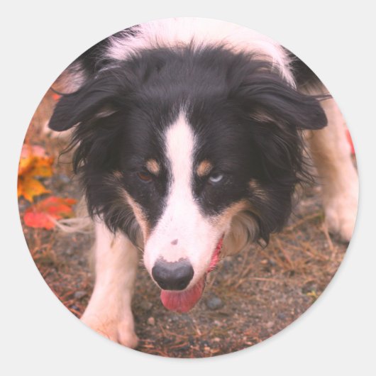 Border Collie Stare Dog Ronde Sticker (Voorkant)