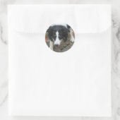 Border Collie Stare Dog Sticker (Tas)