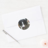 Border Collie Stare Dog Sticker (Envelop)