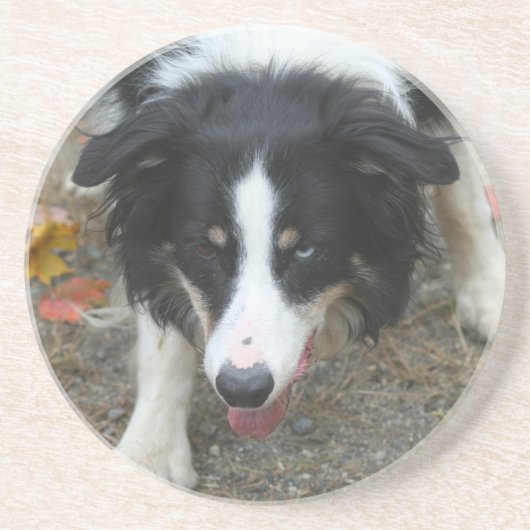 Border Collie Stare Drink Onderzetter (Voorkant)