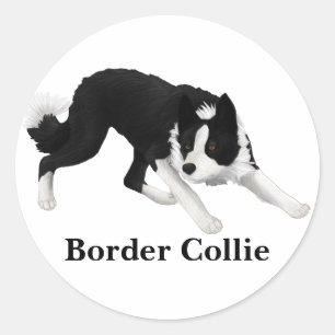 Border Collie Stare Ronde Sticker