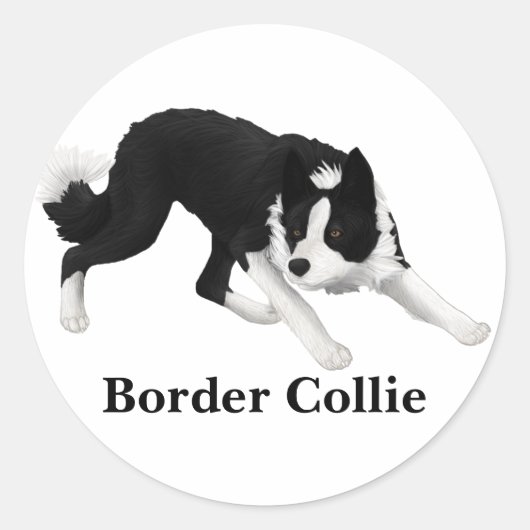 Border Collie Stare Ronde Sticker (Voorkant)