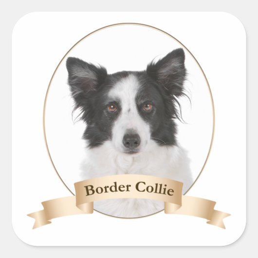Border Collie Stickers (Voorkant)
