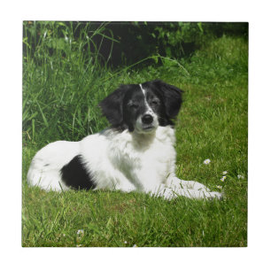 Border Collie Tegeltje
