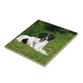 Border Collie Tegeltje (Zijkant)