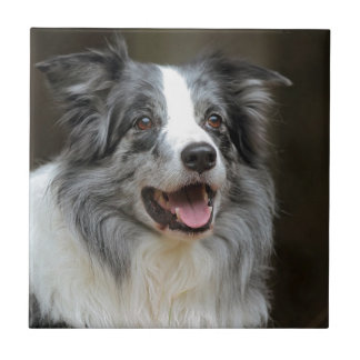 Border Collie Tegeltje