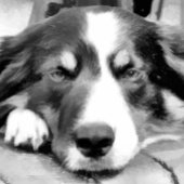 BORDER COLLIE THEEDOEK