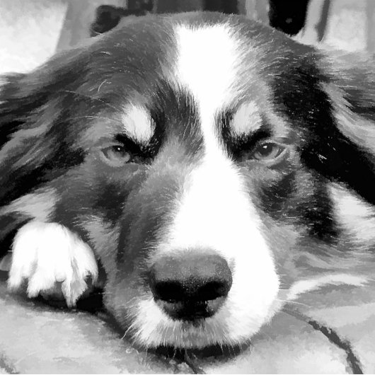 BORDER COLLIE THEEDOEK