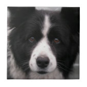Border Collie Tile Tegeltje (Voorkant)