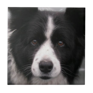 Border Collie Tile Tegeltje