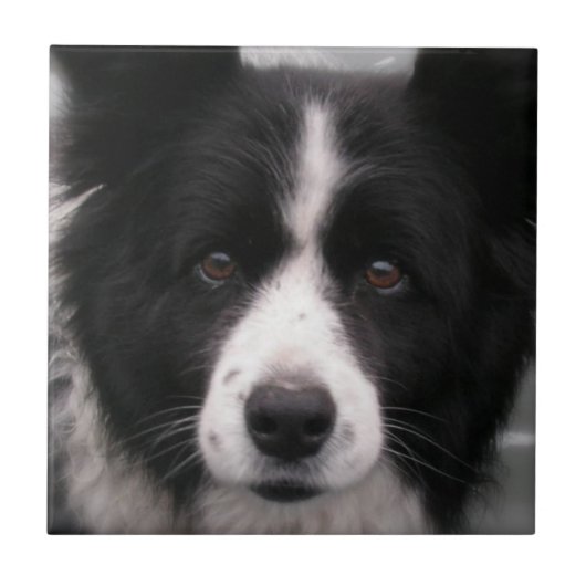 Border Collie Tile Tegeltje (Voorkant)