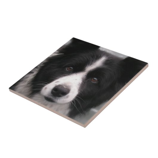 Border Collie Tile Tegeltje (Zijkant)