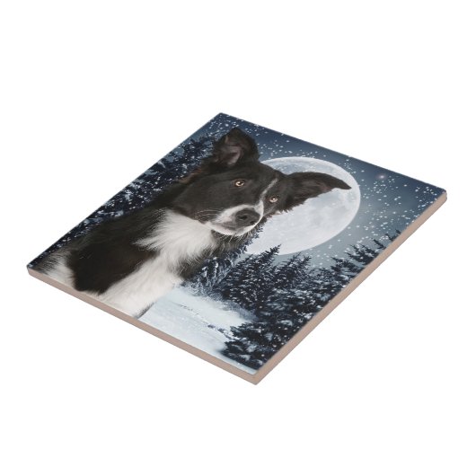 Border Collie Tile Tegeltje (Zijkant)