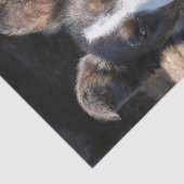 BORDER COLLIE TISSUEPAPIER (Detail)