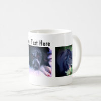 Border Collie Trio Dog Fotografie